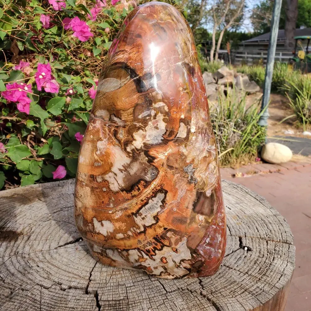 31lbs+ Petrified Red Wood Fossilized Statement Freeform Crystal 14080 grams